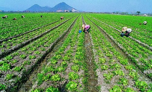 缅甸专家：中国在缅投资可发力农业 两国均受益
