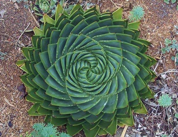好神奇！大自然中最美的几何植物！