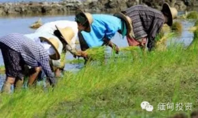 ​四川农民工在缅甸找到创业空间-种粮成本只有国内三成