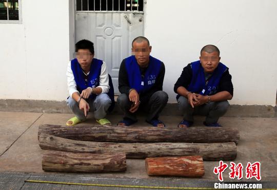 三人雨后植物园盗名贵黄花梨 出逃老挝、​缅甸被抓