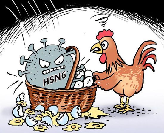 原创：中缅边境地区发现禽流感新病毒H5N6
