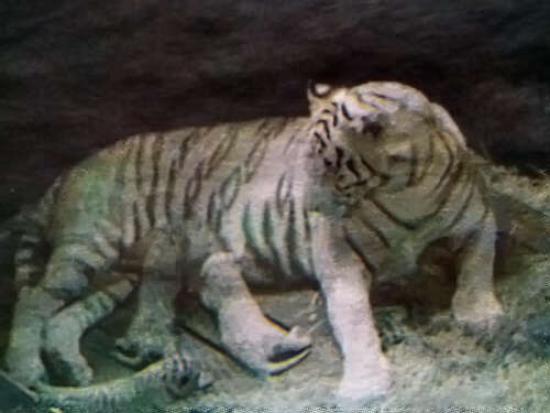 原创：内比都动物园新增三只虎崽