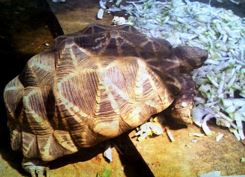 原创：瑞射陶(Shwesetaw)森林保护区饲养星龟获得成功