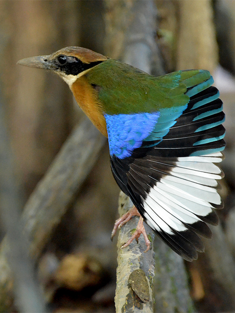 原创：丹老群岛潮水林中还保留有多种濒临灭绝的鸟类