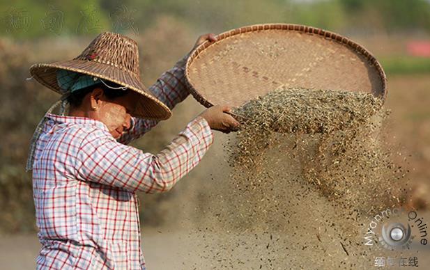 缅甸大豆出口量与往年同期相比下降