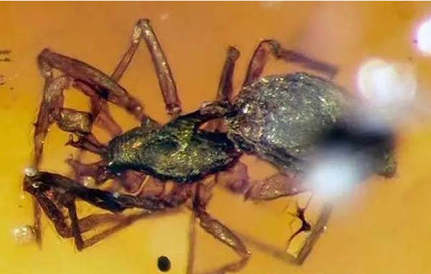 缅甸琥珀中发现9900万年前远古盔蛛科蜘蛛