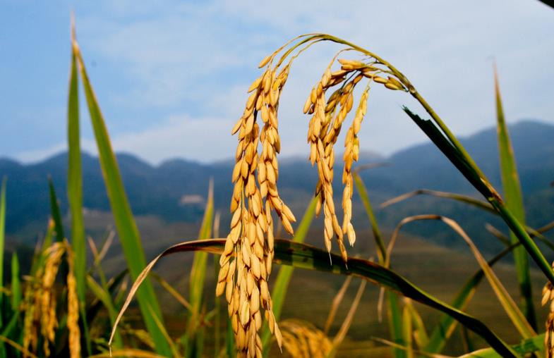 缅甸有望超越泰国越南成为世界第一大稻米出口国