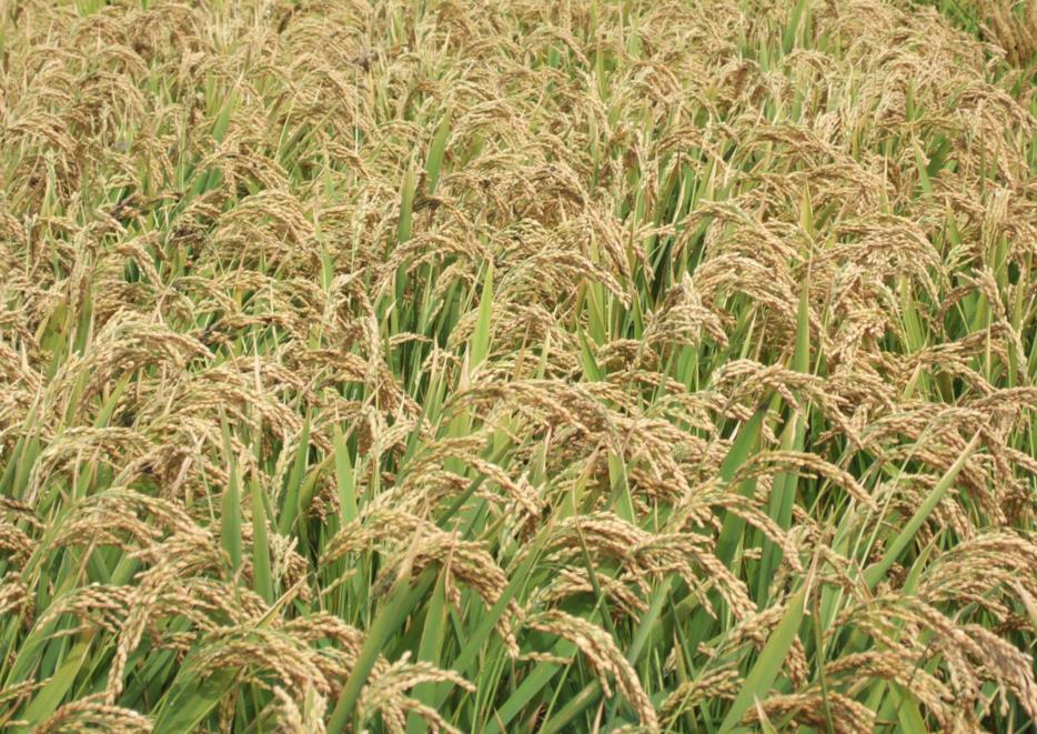 缅甸农业部表示本届政府期间将停种珍珠米杂交稻