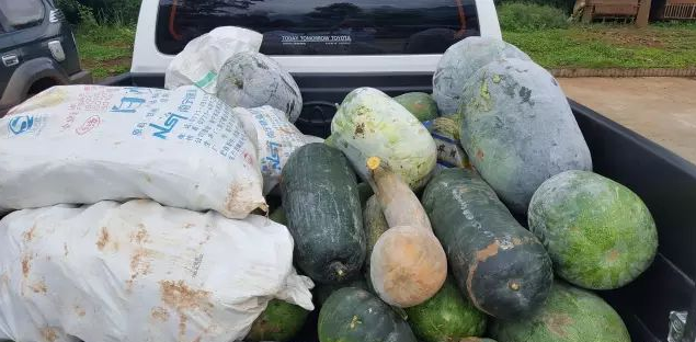 果敢慈善联合会向昔娥路口安置点发放蔬菜500公斤