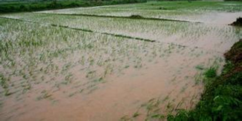 缅甸大米协会监测水位为稻米损失做准备！