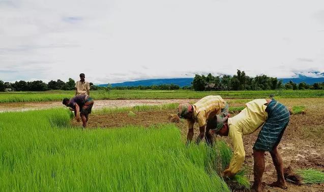 世行“把脉”缅甸经济增速走低症结 农业领域发展缓慢所致