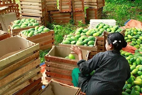 芒果要从国外进口 市场上有多少水果是缅甸自己种的