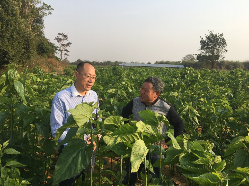 谢国祥参赞赴缅北考察桑蚕基地、古特大桥、海螺水泥厂等项目