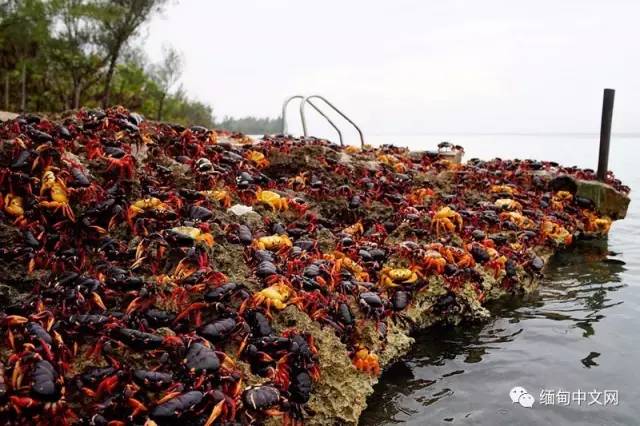 国际｜百万螃蟹横行古巴，当地人担心有毒不敢吃！