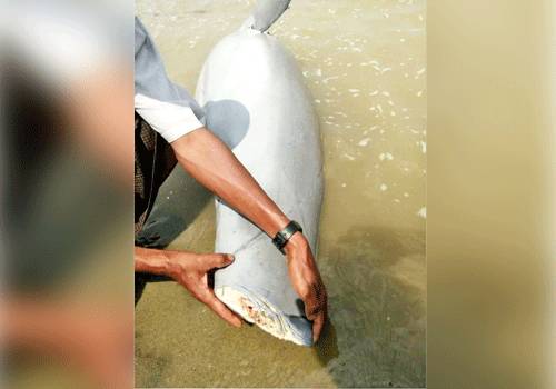 稀有的伊洛瓦底海豚死因引起关注