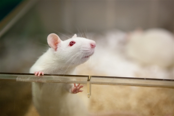 曙光!科学家成功治愈一只艾滋病活体白鼠