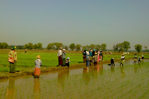 缅甸将建农业服务中心助推农业发展