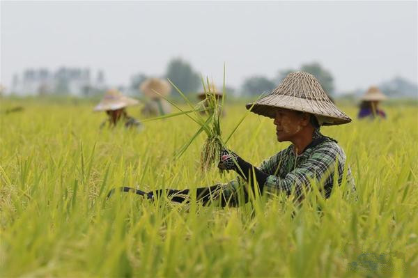 缅甸农民收割水稻(组图)