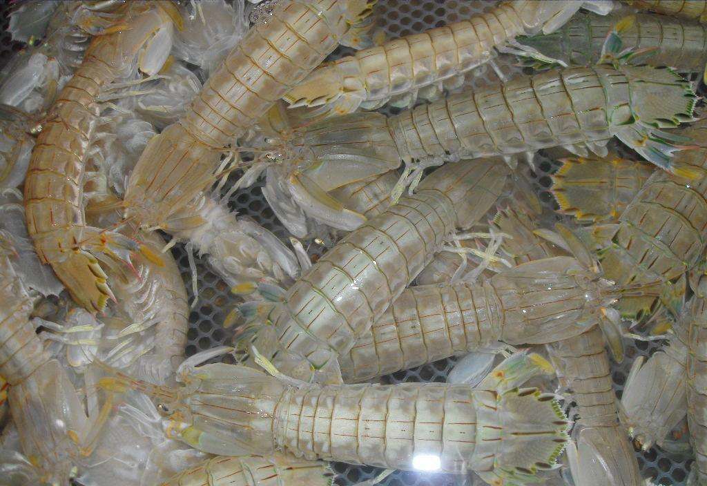 缅甸计划大力发展养殖泰国白虾