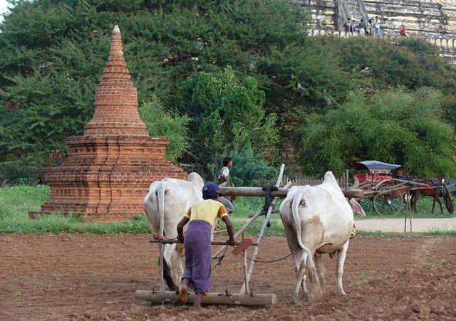 缅甸政府发布消息！以后农作物不需要缴税