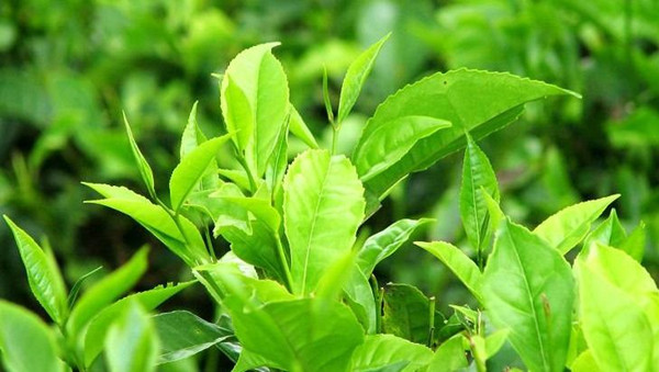 夏季阳盛炎热 饮茶宜喝绿茶