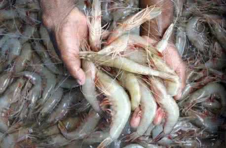 越南上半年虾产品出口额增长近16%
