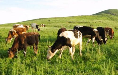 菲律宾将出台畜禽乳业发展计划
