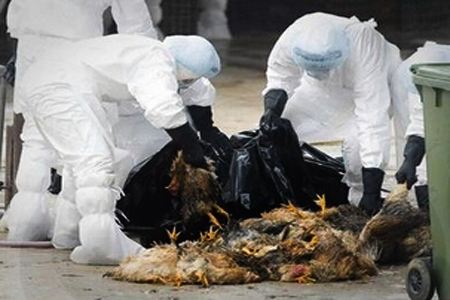 缅甸甲型H5N1禽流感已造成约5000只鸡死亡