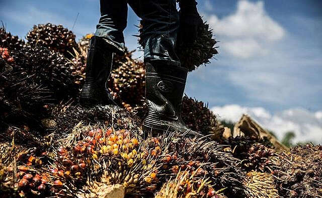 缅甸油棕种植业前景不容乐观