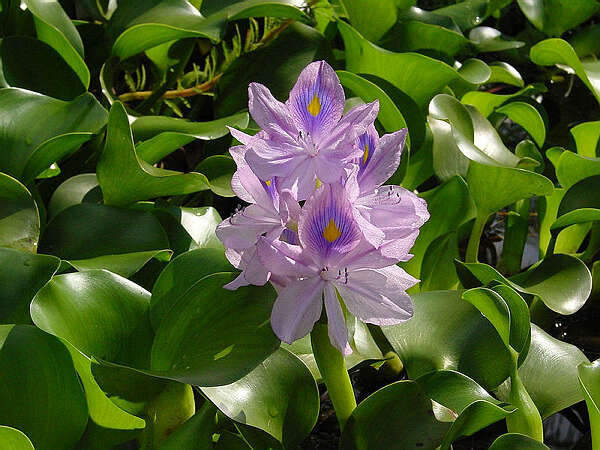 茵莱湖地区将水浮莲制成有机肥料