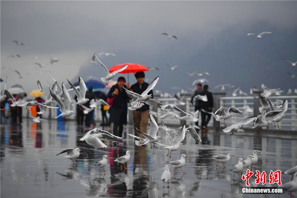 昆明滇池游客雨中邂逅红嘴鸥