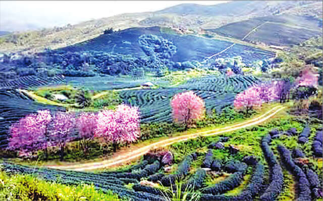 东枝市的樱花树有必要加以保护