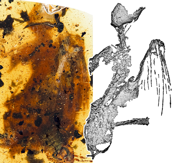 琥珀又立功：中外科学家发现一亿年前最完整古鸟，蜂鸟大小