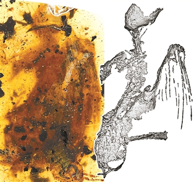 科学家在琥珀中发现最完整古鸟