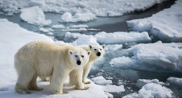 生态学家：全球变暖已使北极熊处于灭绝边缘