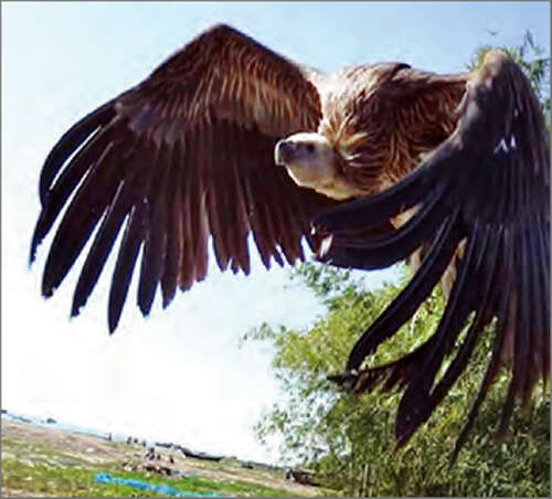 一只大候鸟坠海获救，恢复健康后已被放生