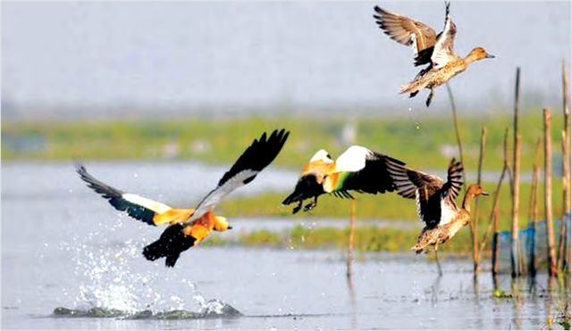 伯勒湖与东达曼湖吸引了国内外鸟类学者来访