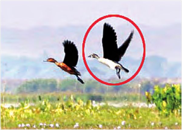 莫允基湖内又发现珍稀鸟类