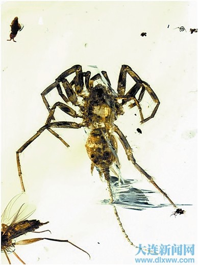 缅甸琥珀封存的远古秘密:1亿年前蜘蛛长着长长的尾巴