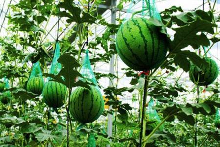 缅甸西瓜“甜”了中国年