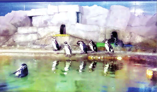 缅甸内比都又到新品种企鹅6只