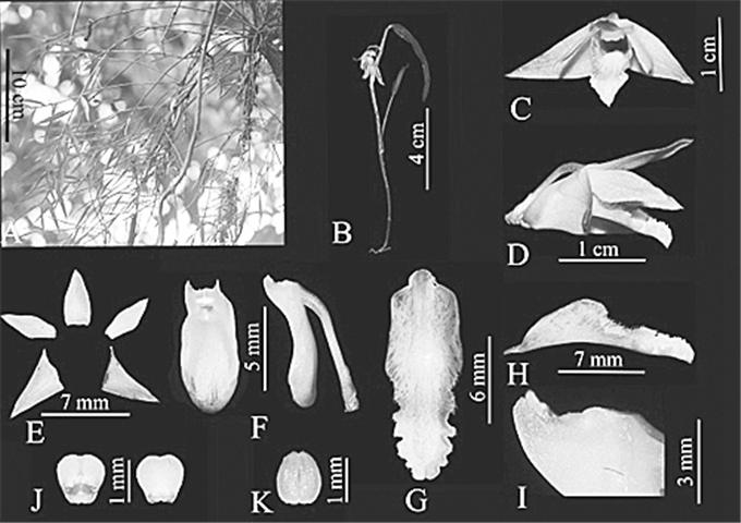 【中国科学报】中缅联合发现兰科石斛属新种瑙蒙石斛