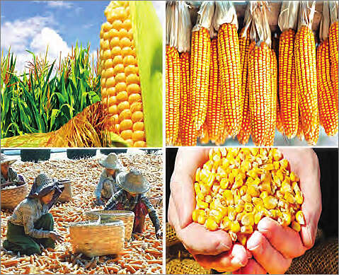缅甸玉米大量出口国外