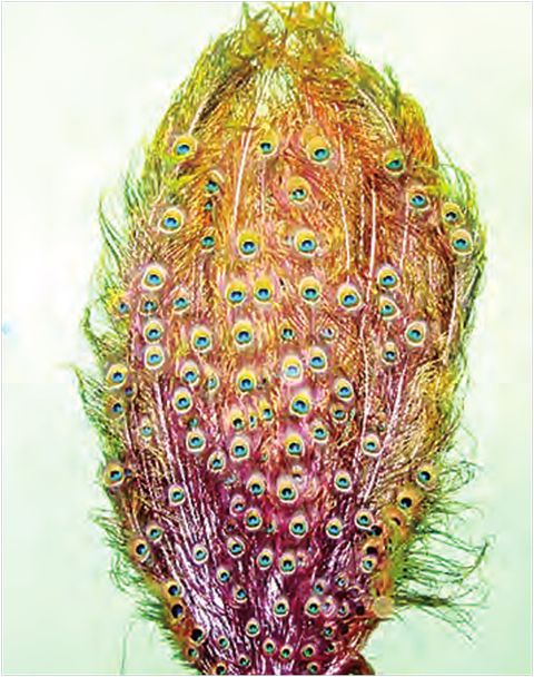 为挽救孔雀鸟避免绝种需加大维护强度