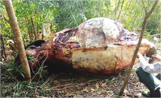 缅甸8年内遭到猎杀的野生大象已有140多头
