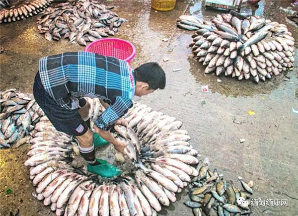 仰光政府发展渔业 计划使用1万英亩土地 等待工会批准