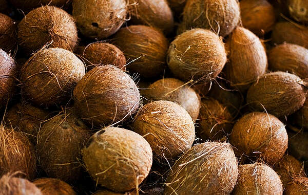 今年有望向泰国出口8万多粒椰子