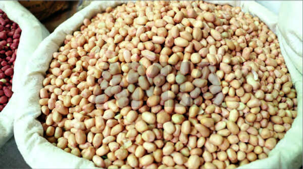 缅甸采用台湾的花生种植技术以提高产量