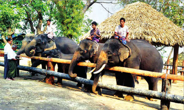 曼德勒省良吴专区的大象营地已正式开放给民众参观游览