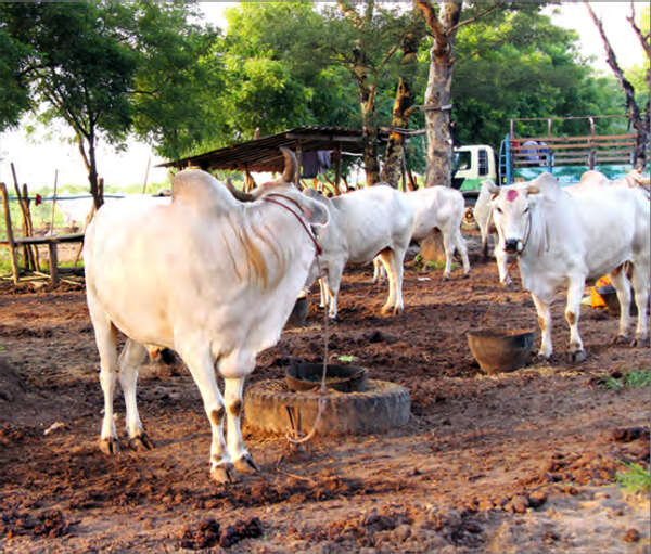 缅甸经贸部允许向中国出口牛肉副产品